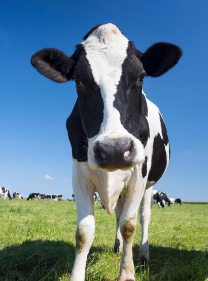 Diary cow looking at camera